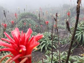 fleurs soufriere